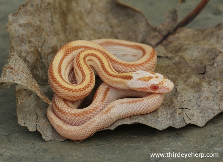 Butter Stripe Corn Snake